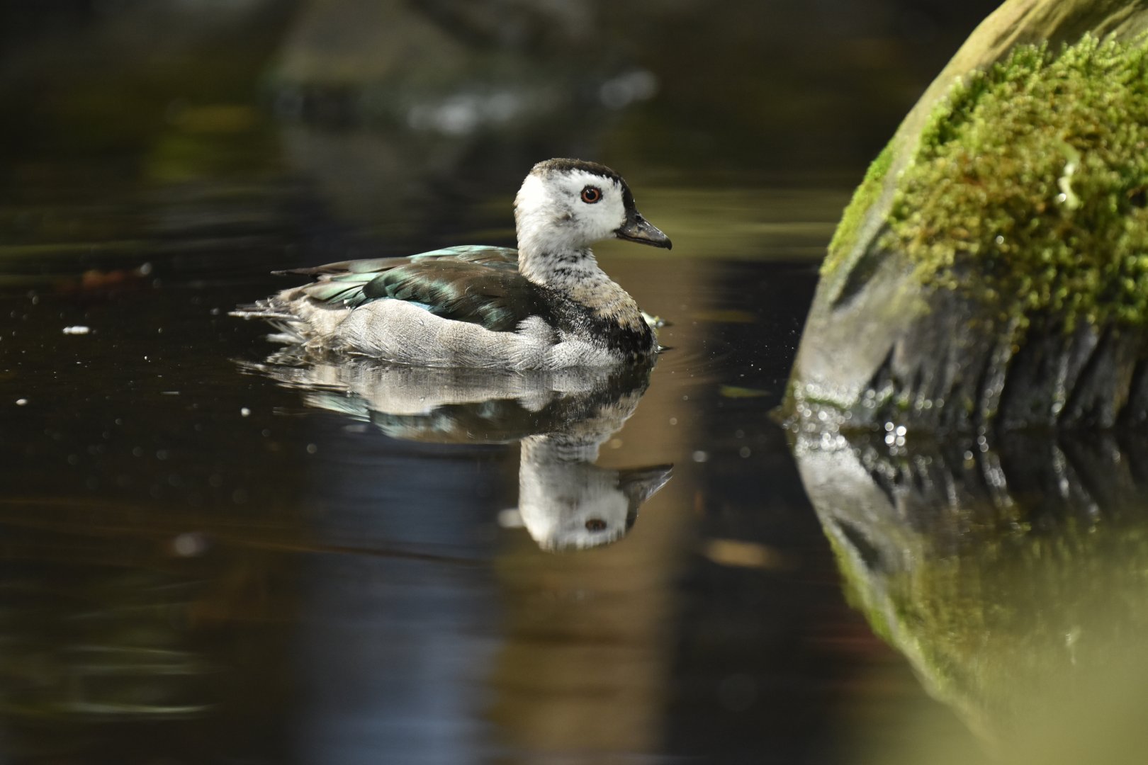 Indian cotton pygmy-goose Nettapus coromandelianus
