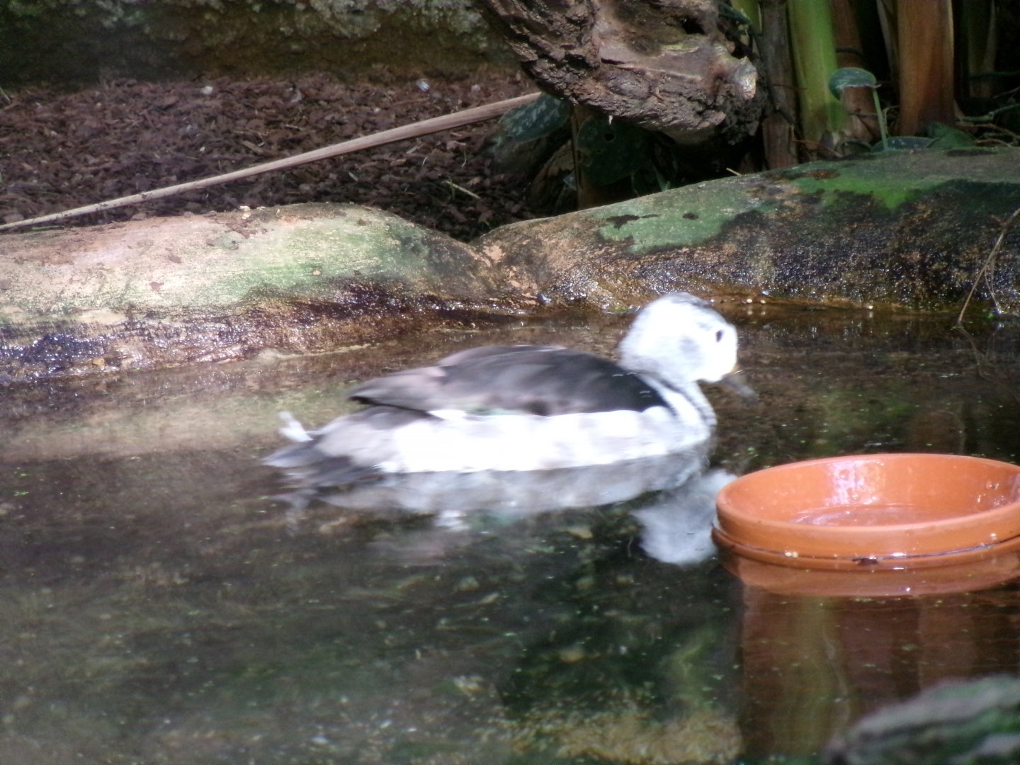 Indian cotton pygmy-goose