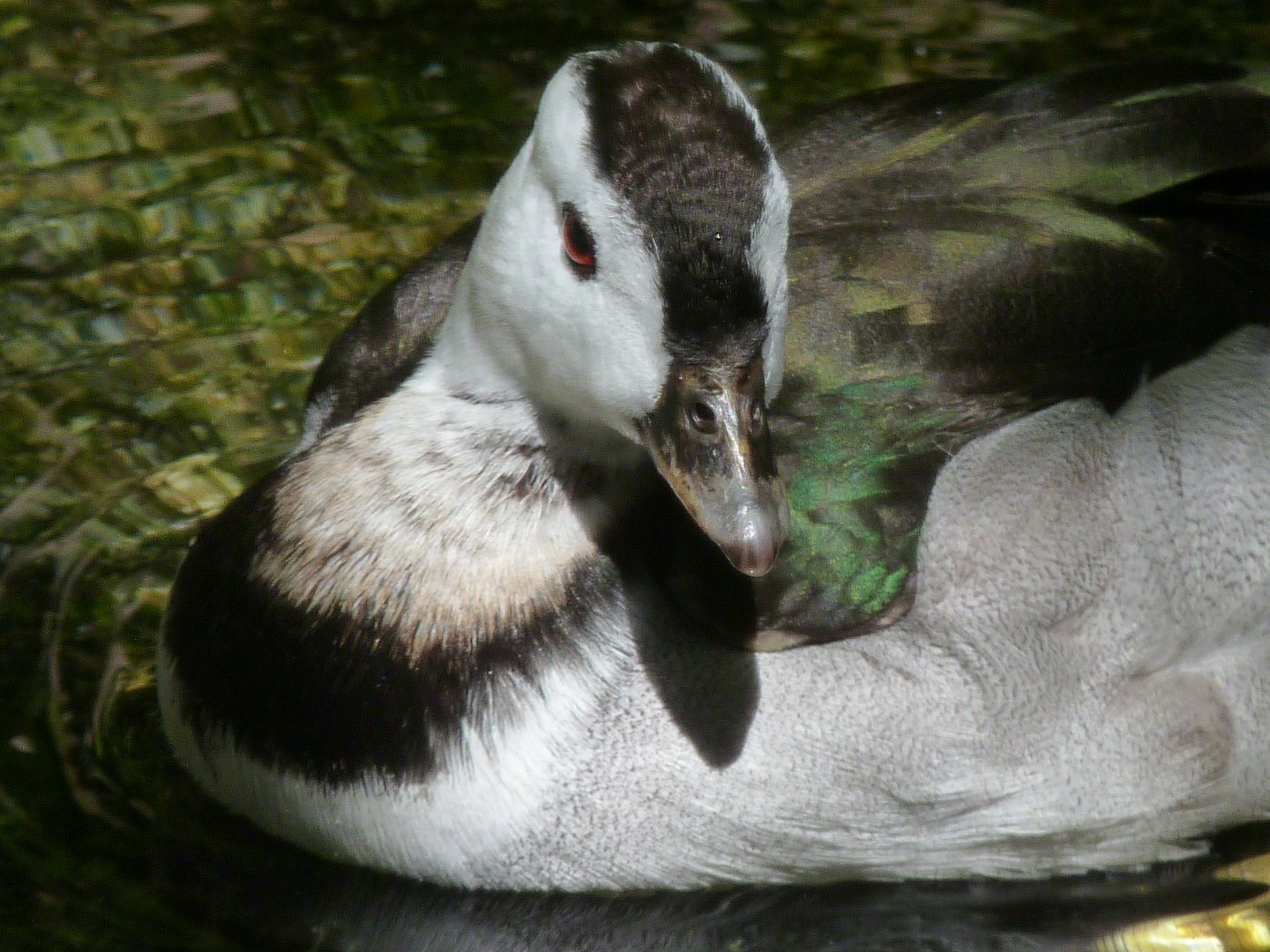 Indian (Cotton teal) pygmy goose, male