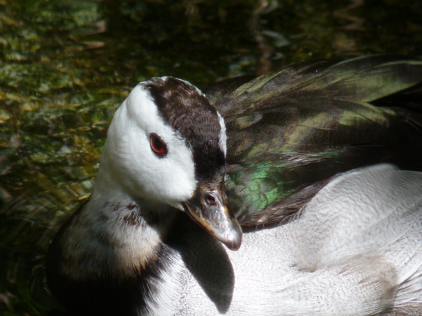 Indian (Cotton teal) pygmy goose, male