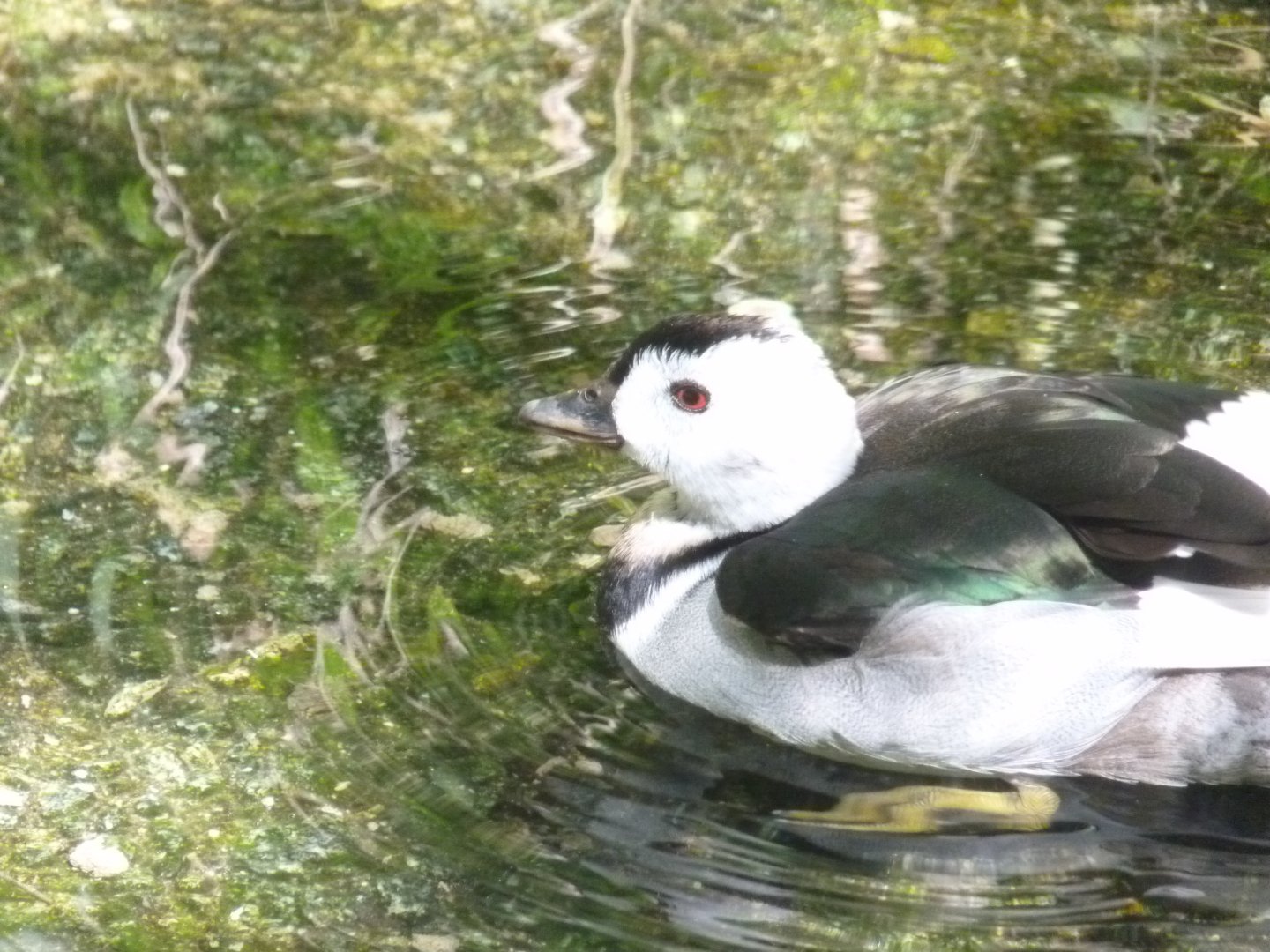Indian (Cotton teal) pygmy goose
