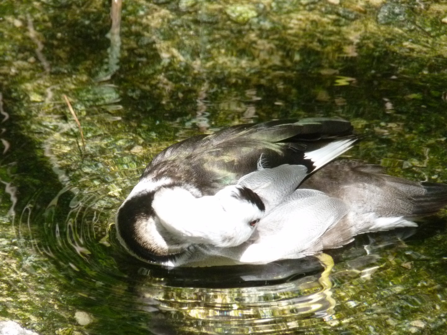 Indian (Cotton teal) pygmy goose