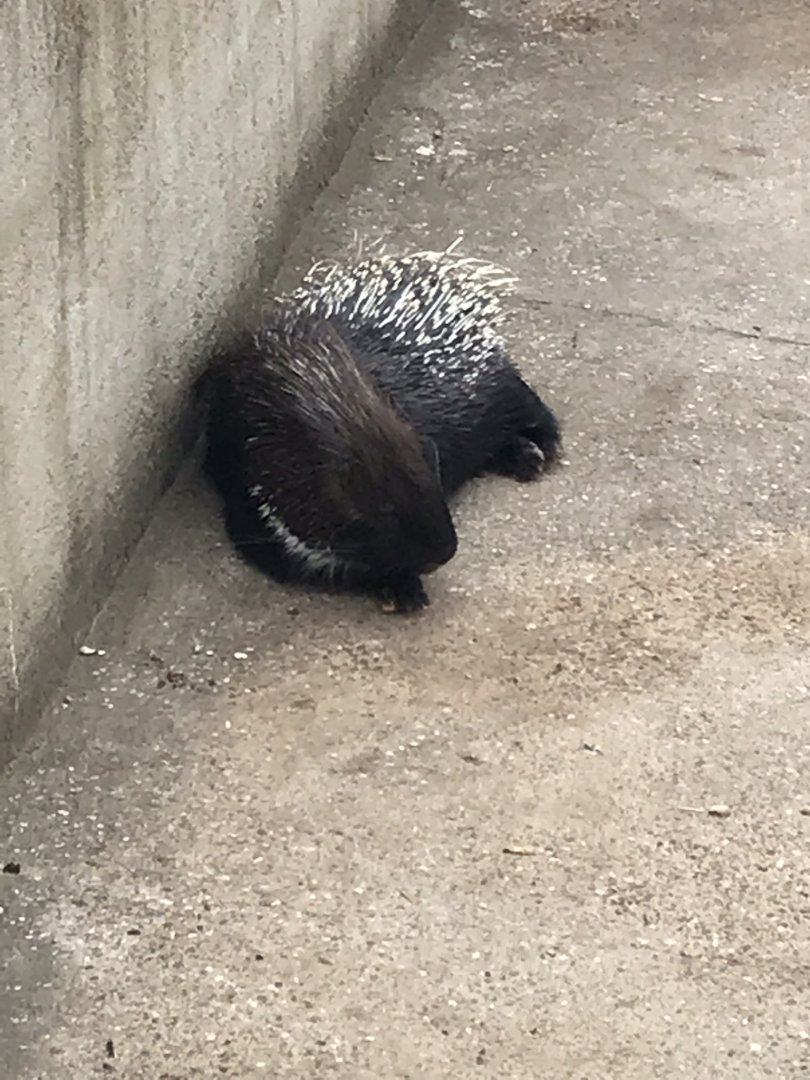 Indian Crested porcupine 070819