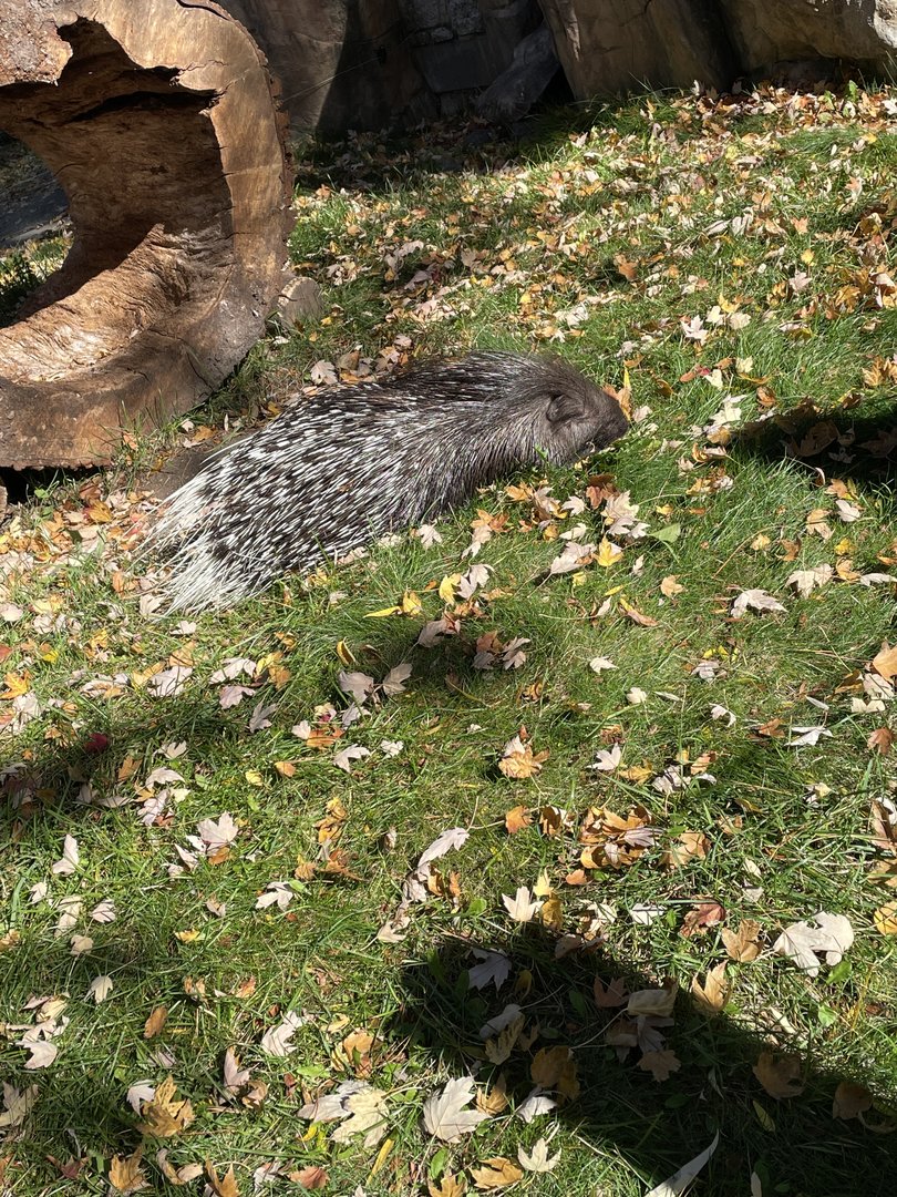 Indian Crested Porcupine (10/22/23)