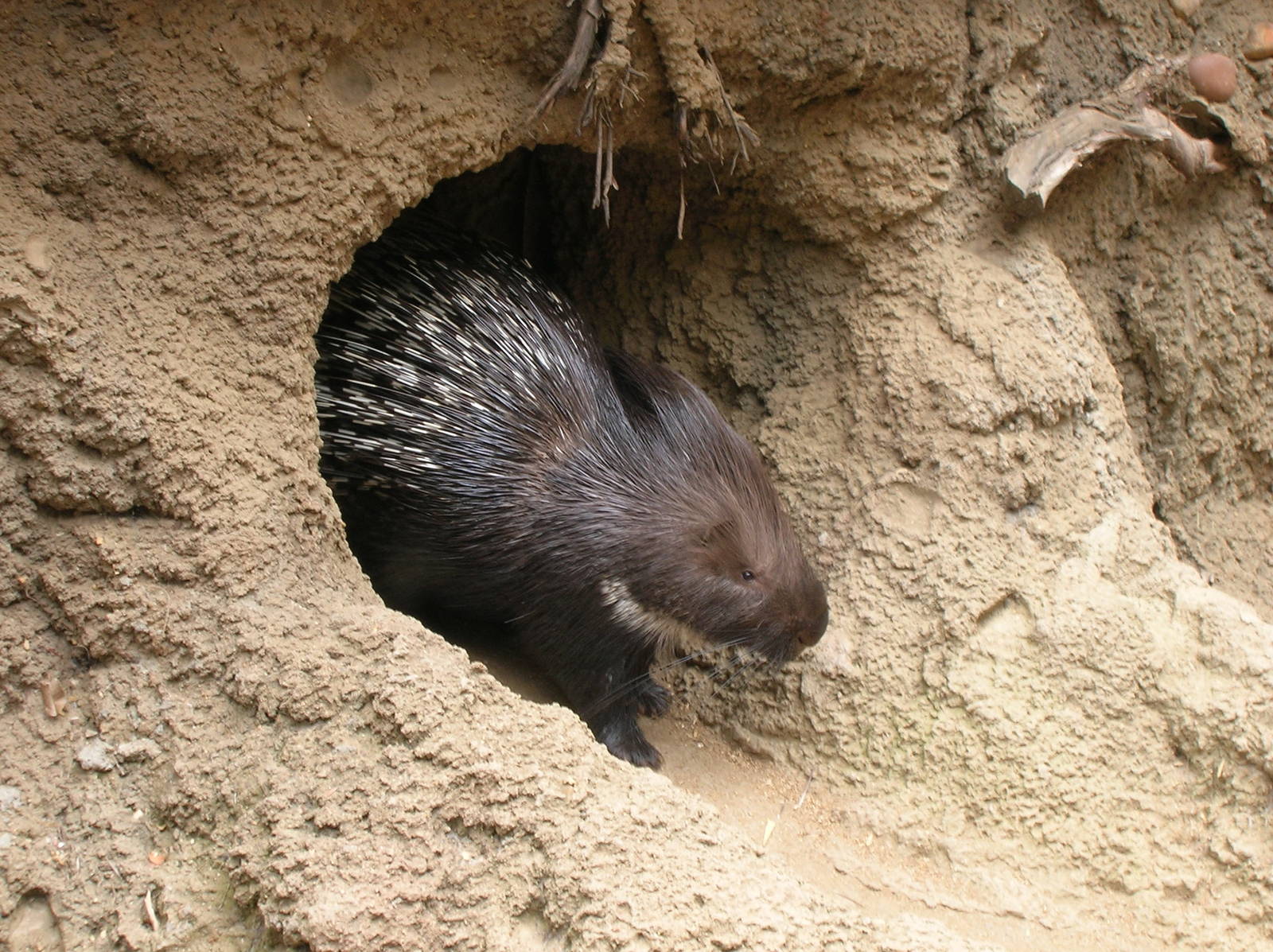 Indian Crested Porcupine 4-16-09