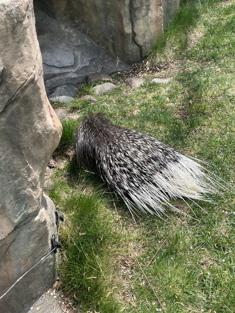 Indian Crested Porcupine (5/2/21)