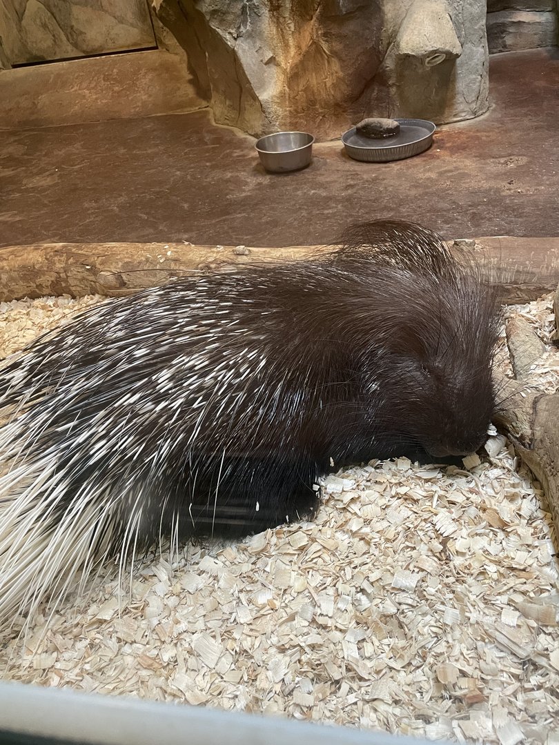 Indian Crested Porcupine (6/4/23)