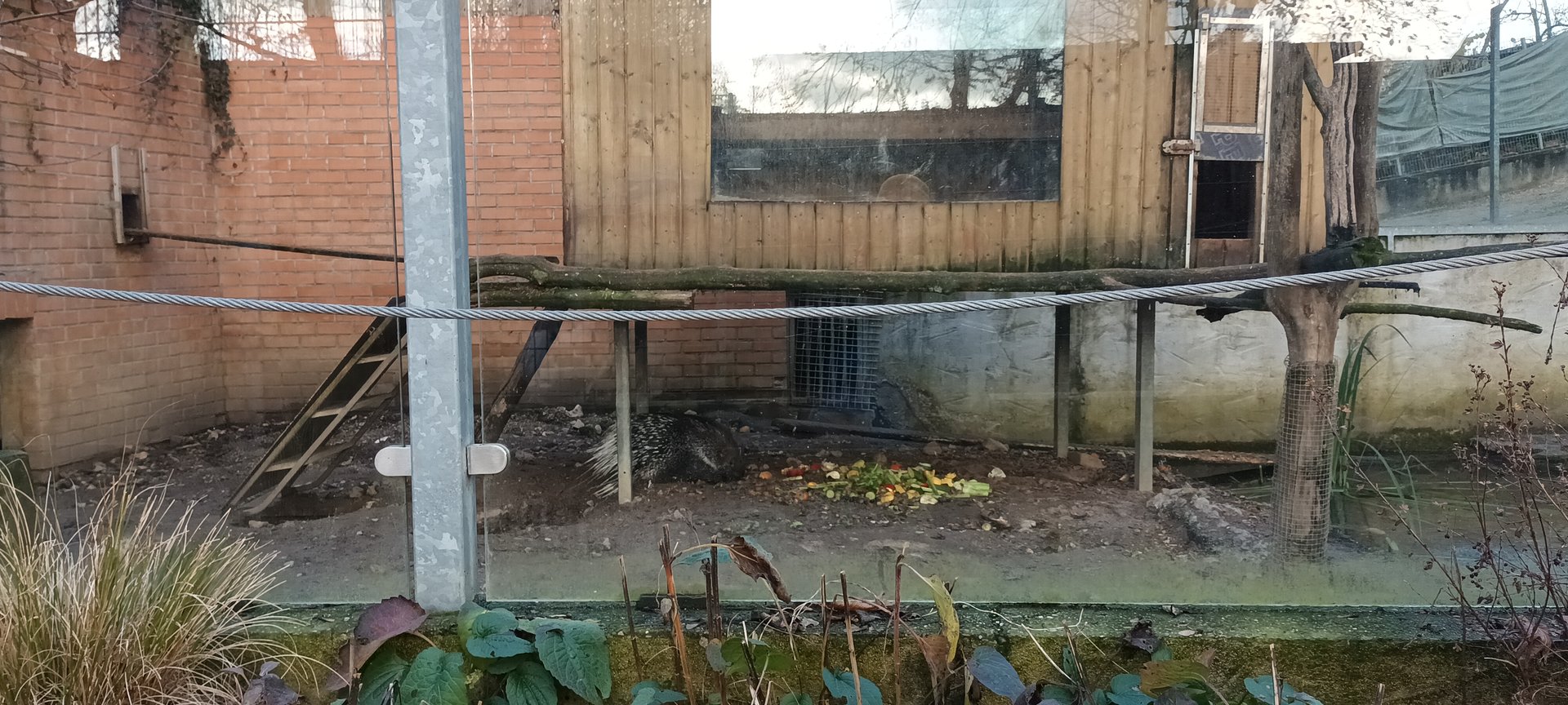Indian crested Porcupine and Brown noased Coati Enclosure