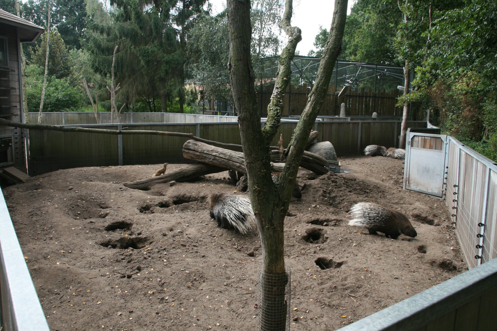 Indian crested porcupine and Yellow momgoose enclosure