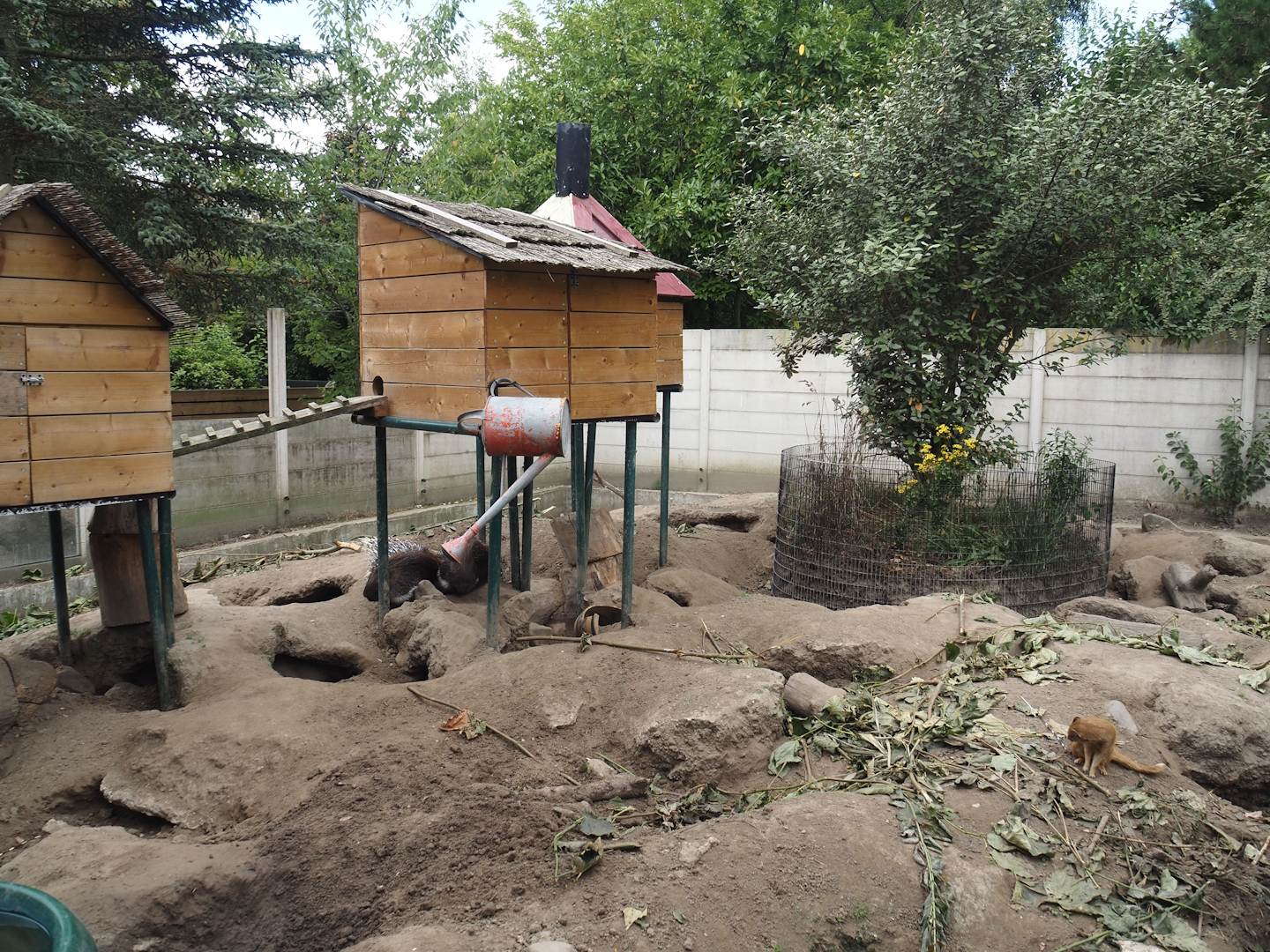 Indian crested porcupine and Yellow mongoose exhibit, 2025-08-17