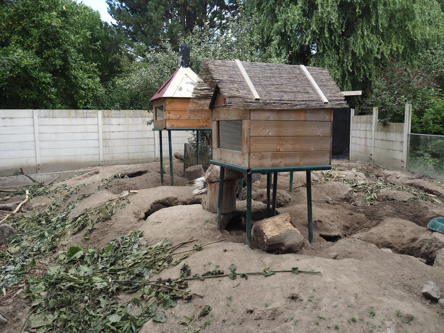 Indian crested porcupine and Yellow mongoose exhibit, 2025-08-17