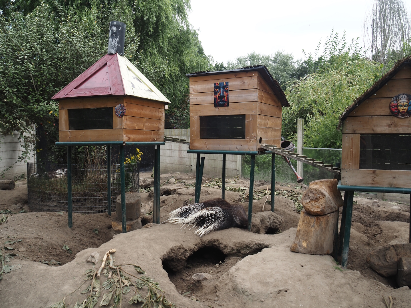 Indian crested porcupine and Yellow mongoose exhibit, 2025-08-17