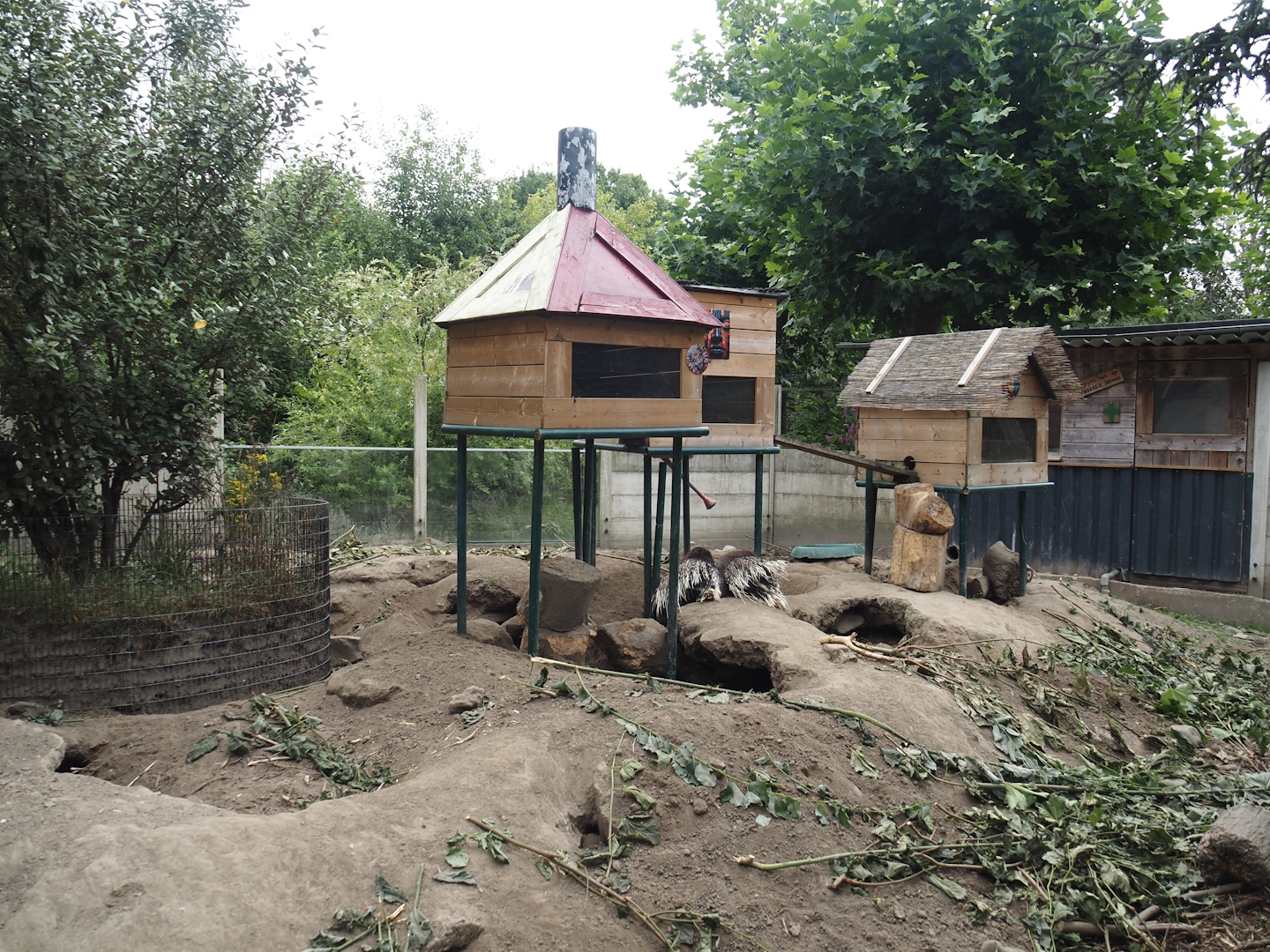 Indian crested porcupine and Yellow mongoose exhibit, 2025-08-17