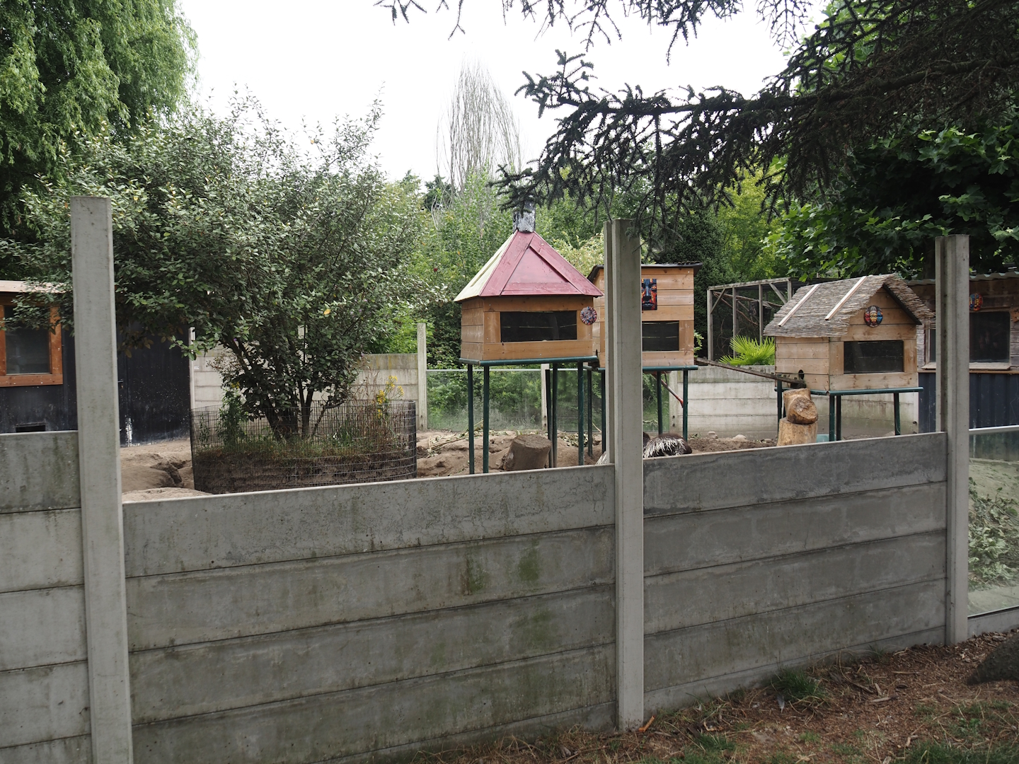 Indian crested porcupine and Yellow mongoose exhibit, 2025-08-17