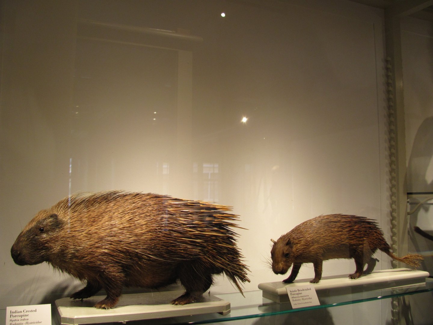 Indian Crested Porcupine & Asiatic Brush Tailed Porcupine
