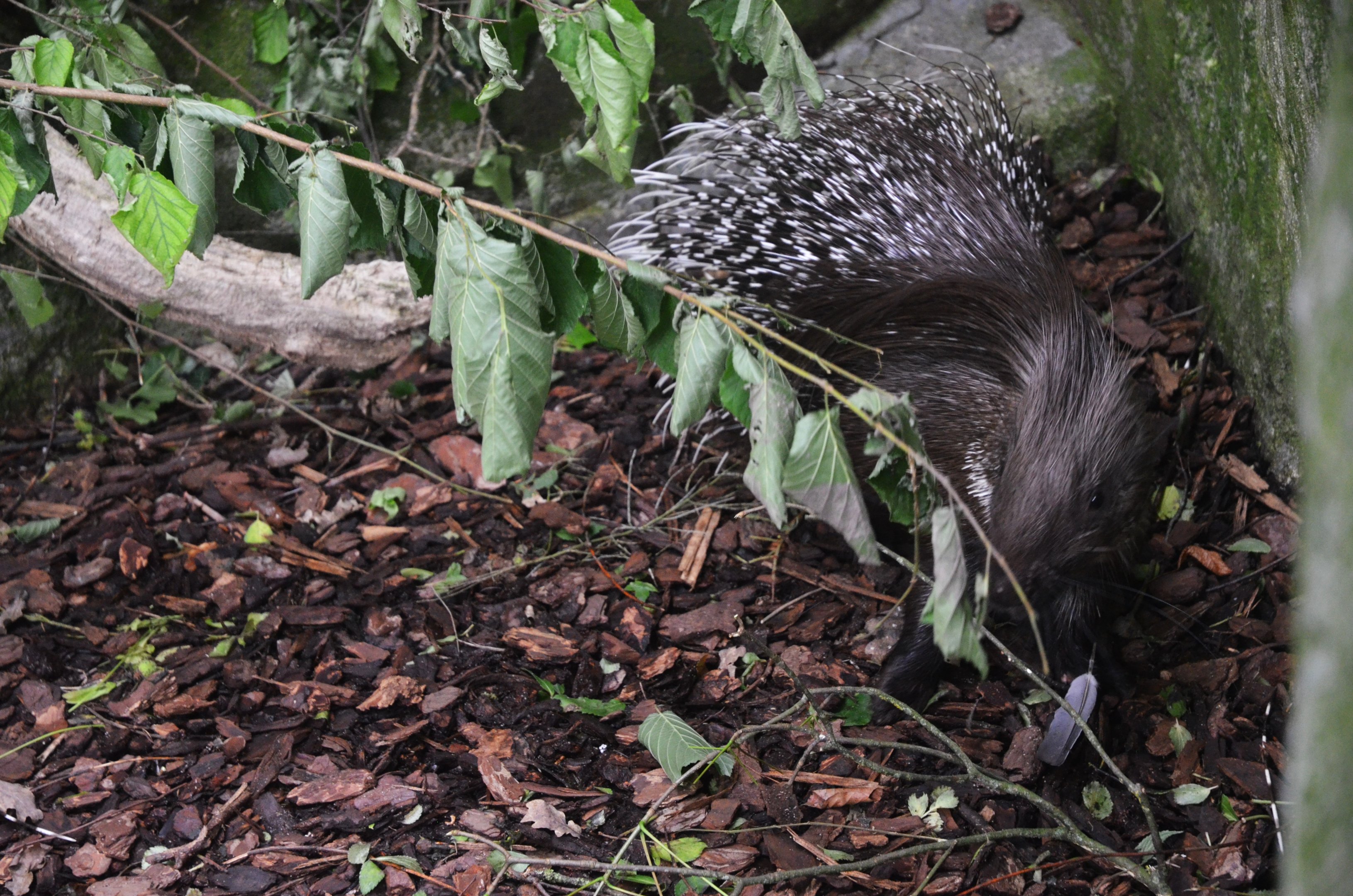 Indian Crested Porcupine at Beauval, 12/06/18