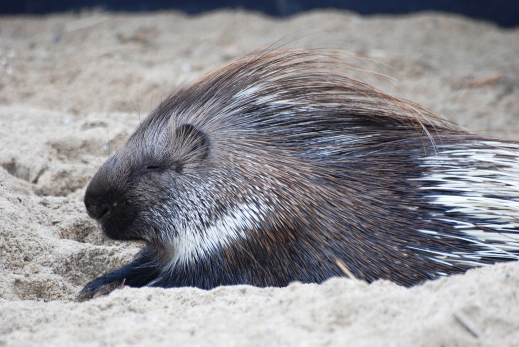 Indian Crested Porcupine at Pairi Daiza, 31/08/14