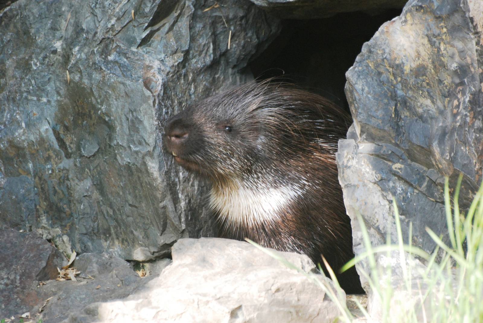 Indian Crested Porcupine at Prague, 25/08/12