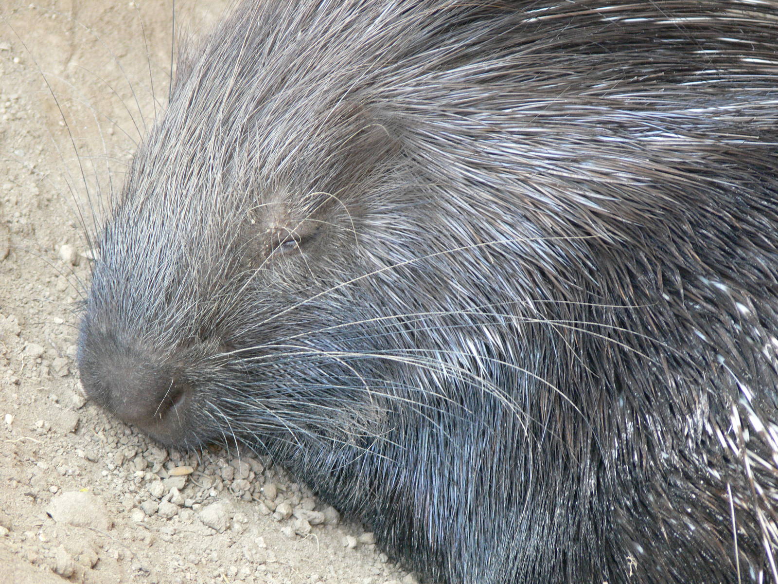 Indian Crested Porcupine at Terra Natura, 03/08/14