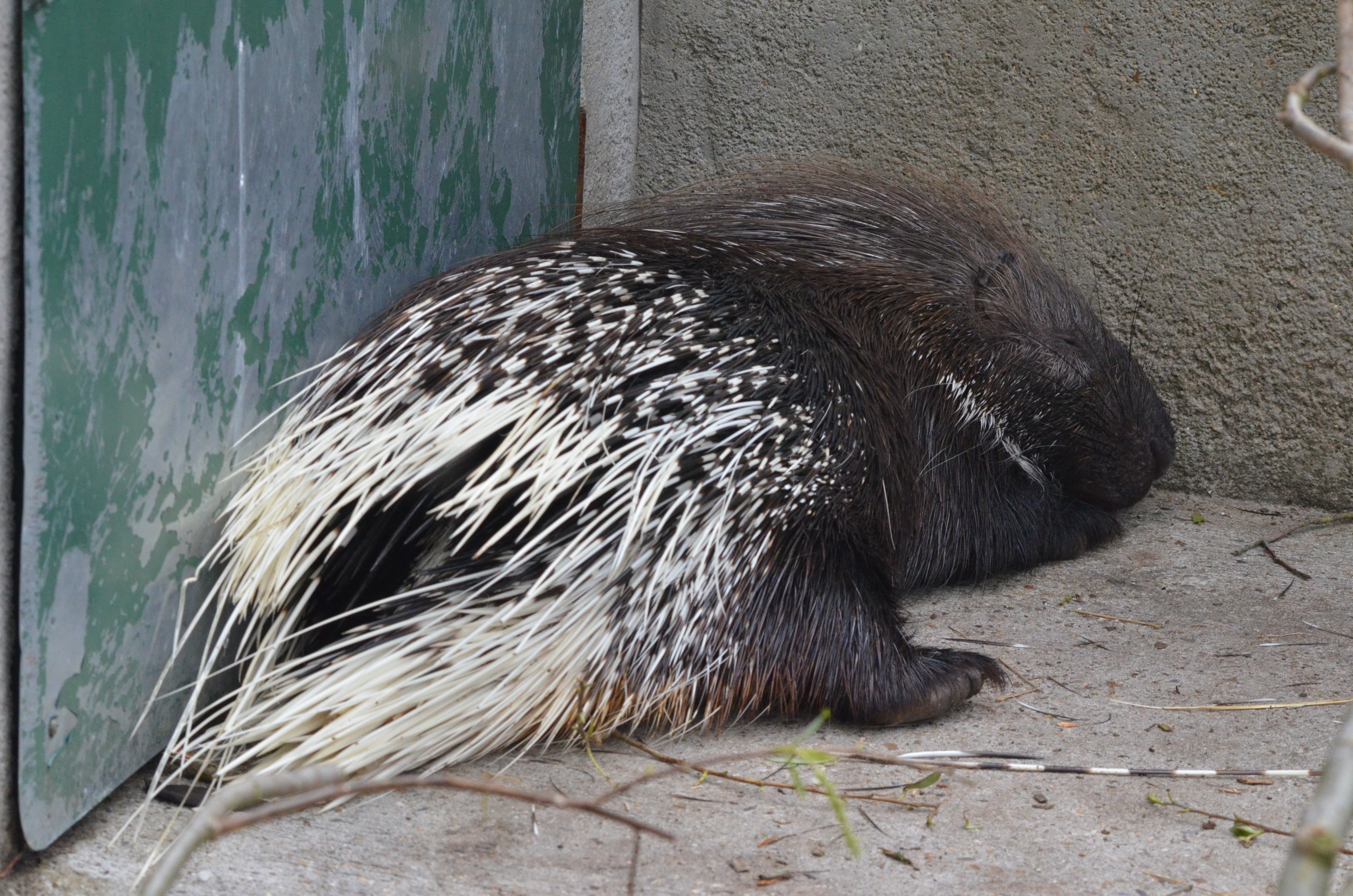 Indian Crested Porcupine at Thrigby Hall, 10/06/17