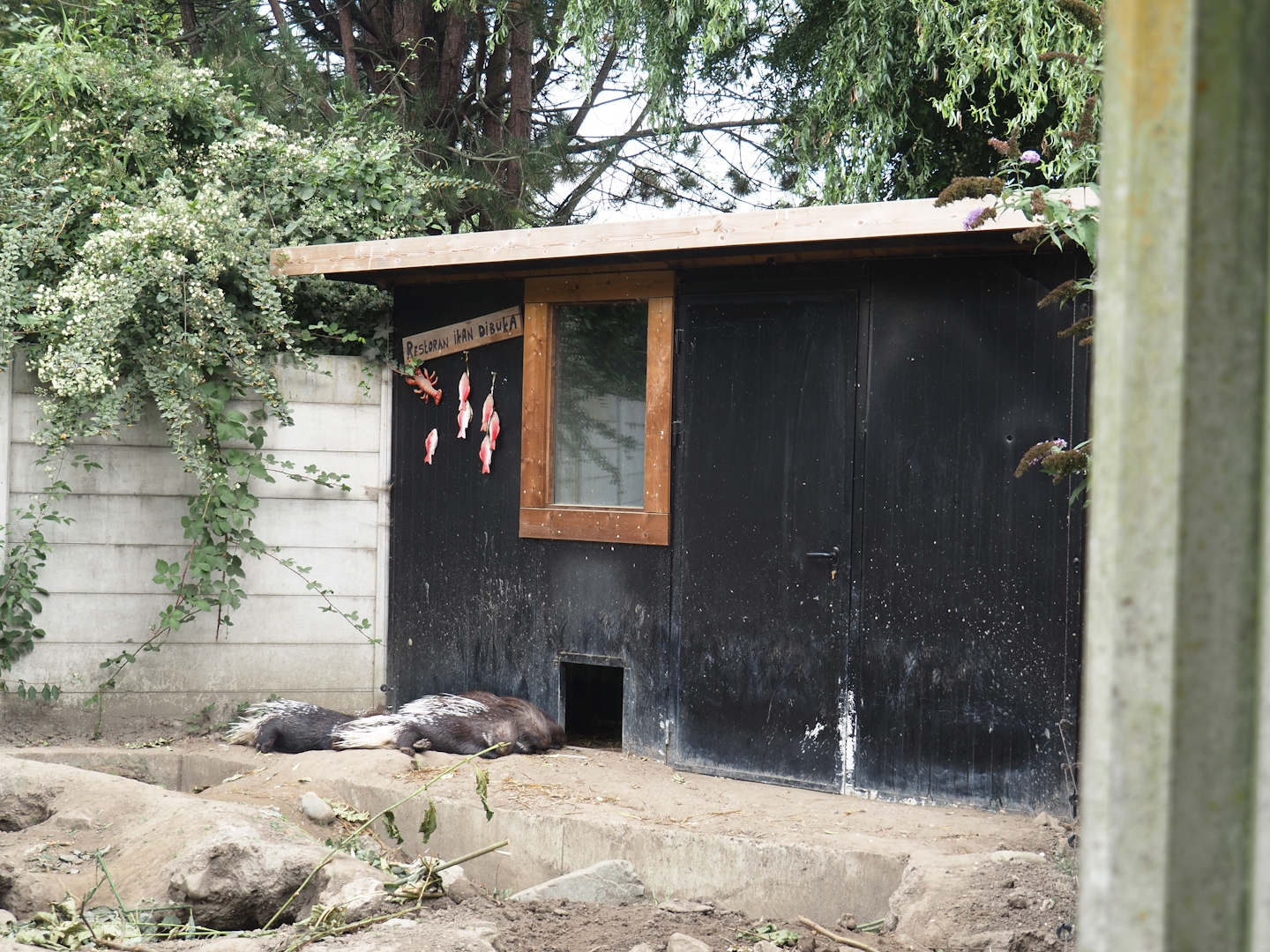 Indian crested porcupine barn, 2025-08-17