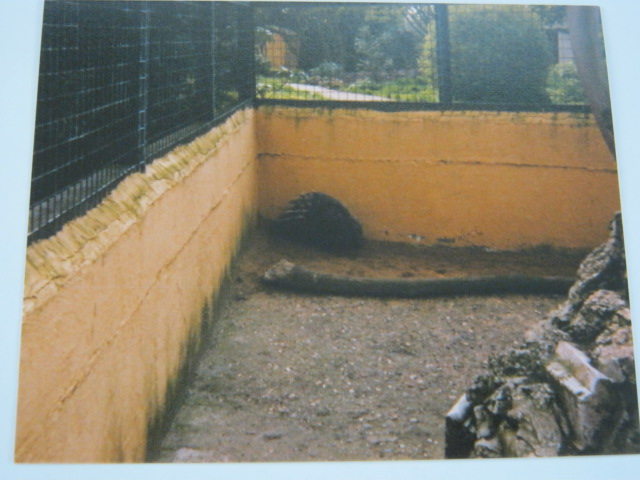 Indian Crested Porcupine Basildon Zoo 1989