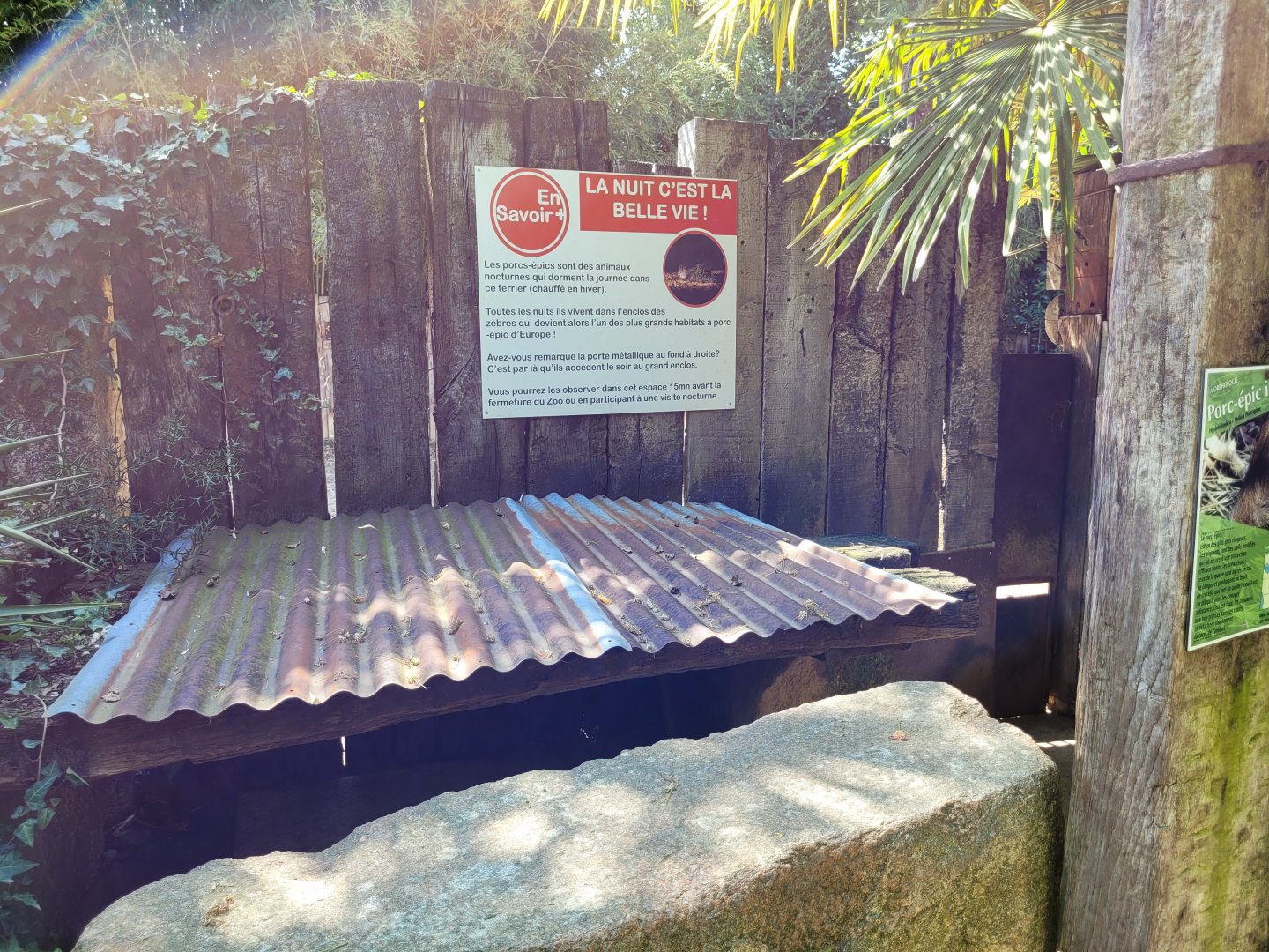 Indian crested porcupine day pen -Zoo d'Asson (2022)