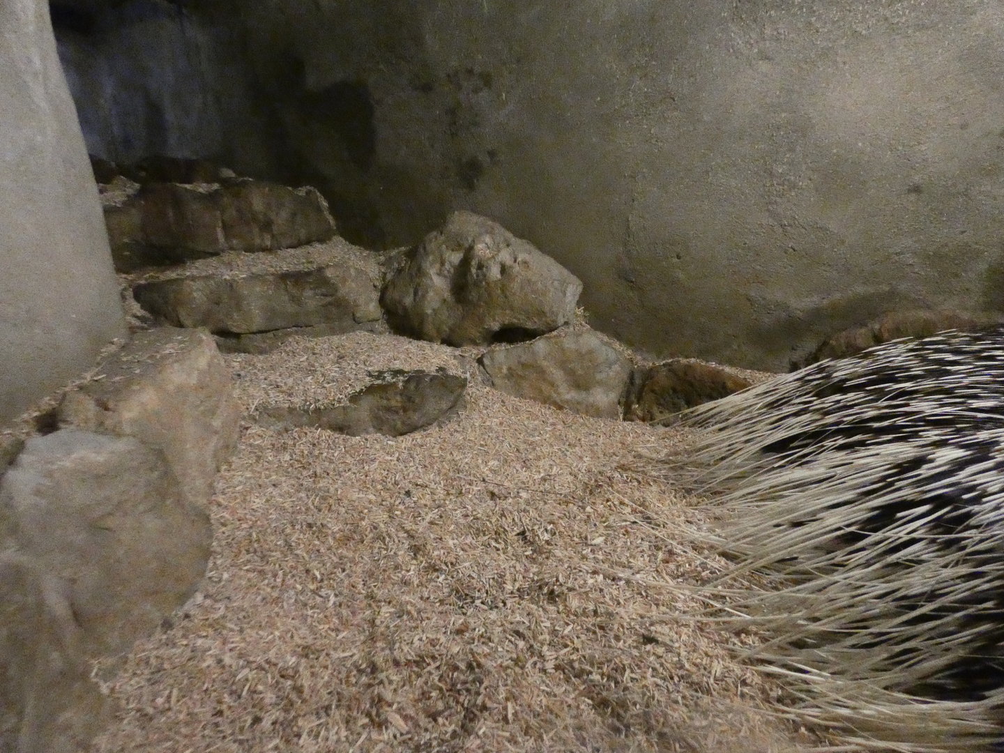 Indian crested porcupine den