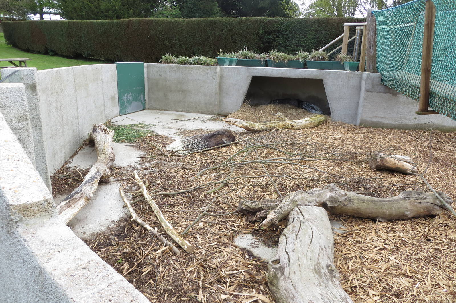 Indian Crested Porcupine Enclosure 060515