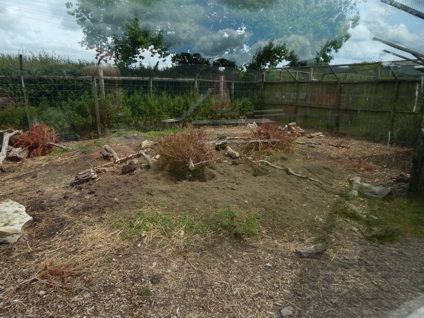 Indian crested porcupine enclosure 060625