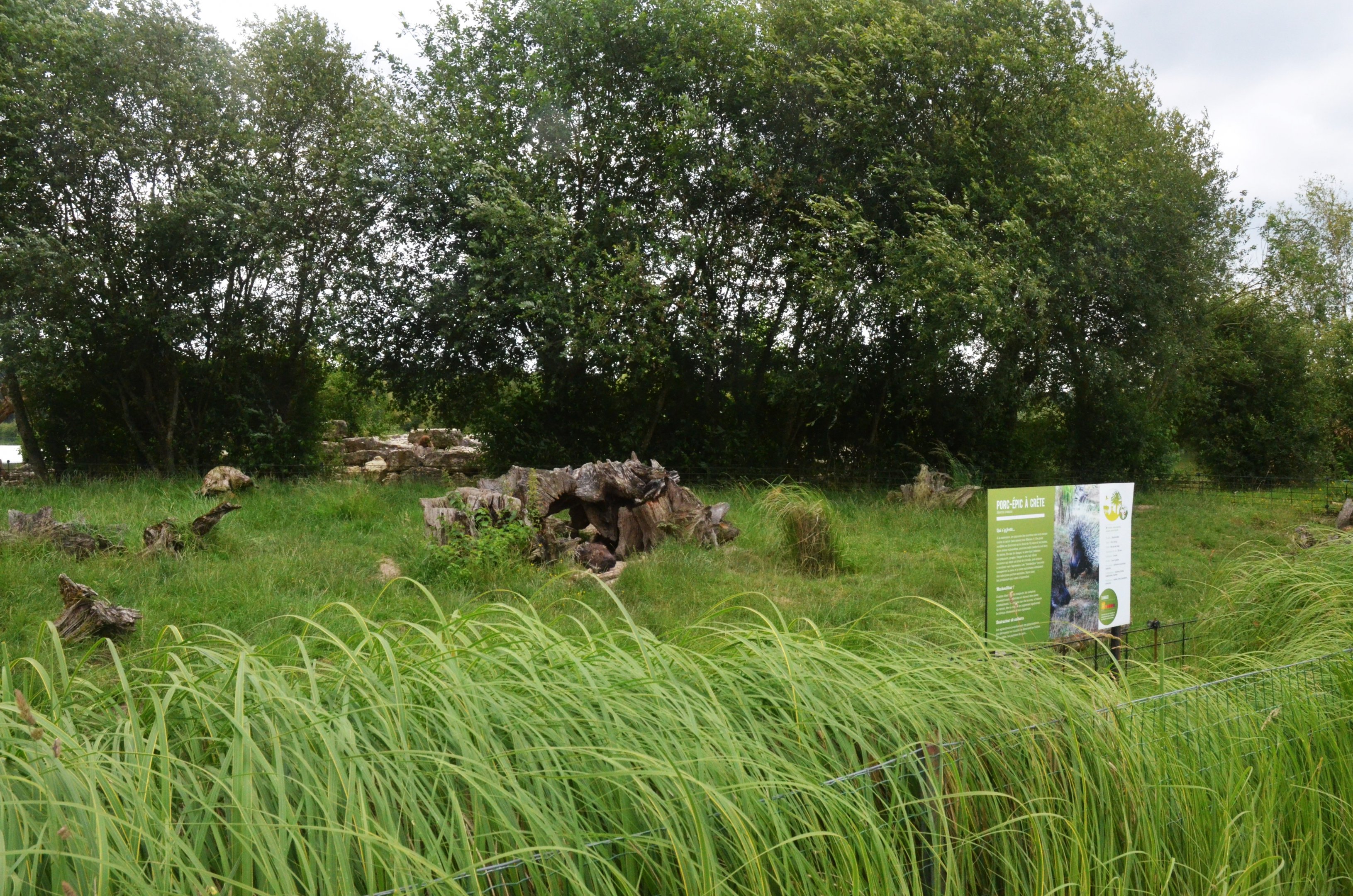 Indian Crested Porcupine Enclosure at Haute-Touche, 14/06/18
