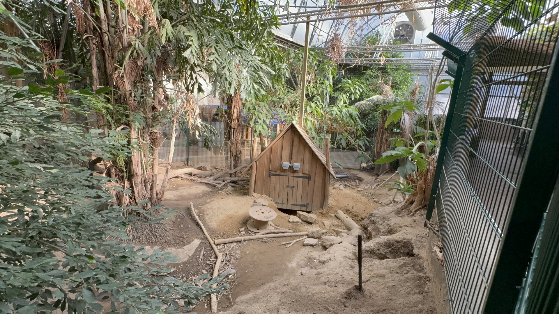 Indian Crested Porcupine Enclosure at Tropical World (October 2024)