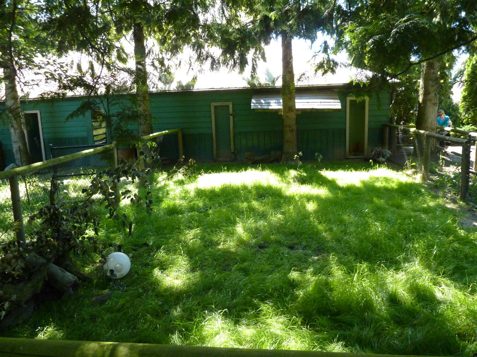 Indian Crested Porcupine Enclosure