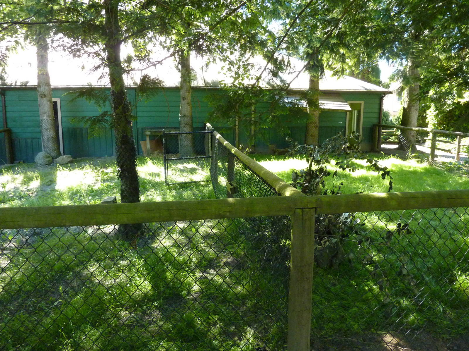 Indian Crested Porcupine Enclosure