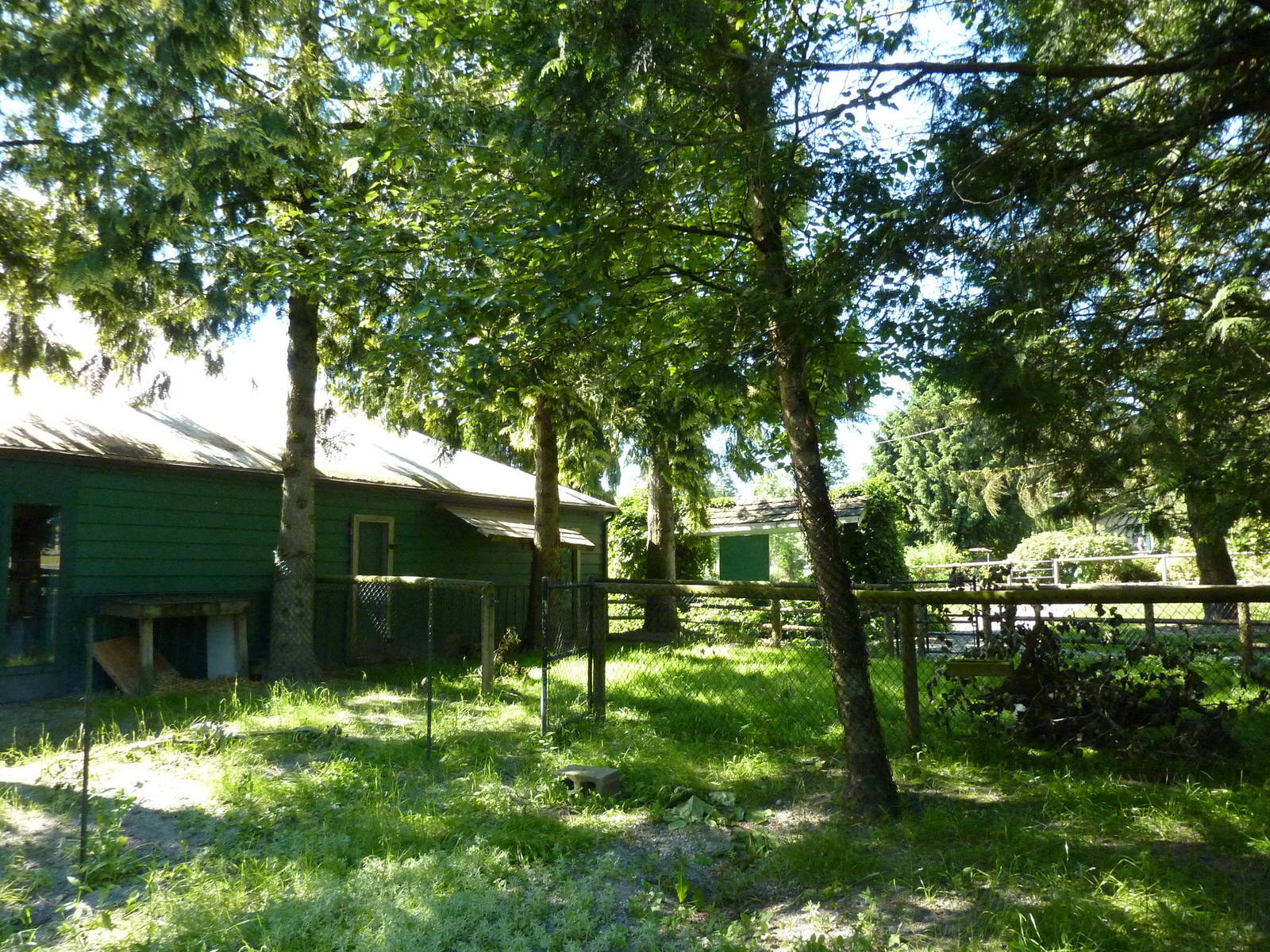 Indian Crested Porcupine Enclosure
