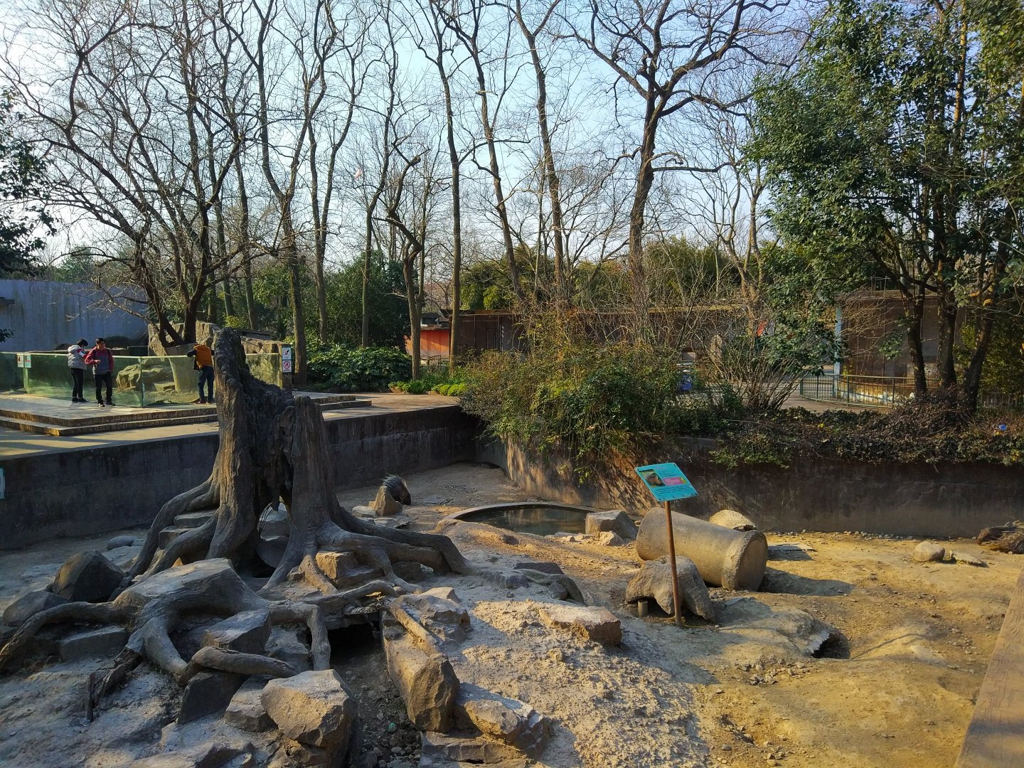 Indian Crested Porcupine Enclosure