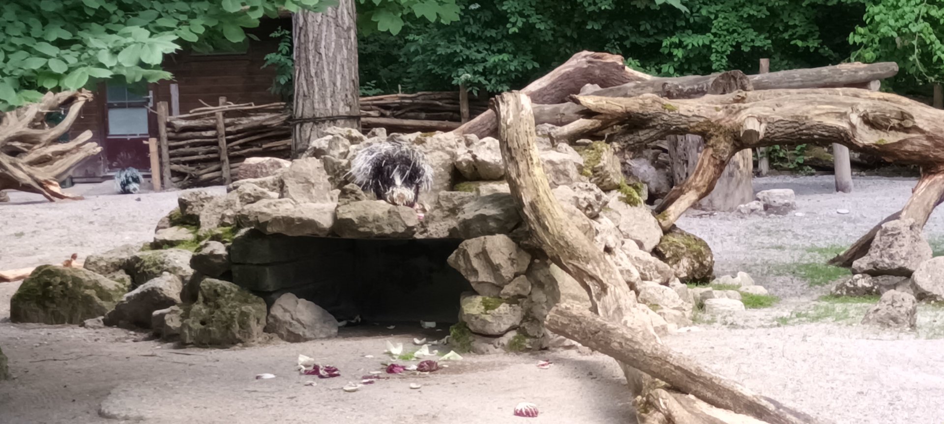 Indian crested Porcupine Enclosure