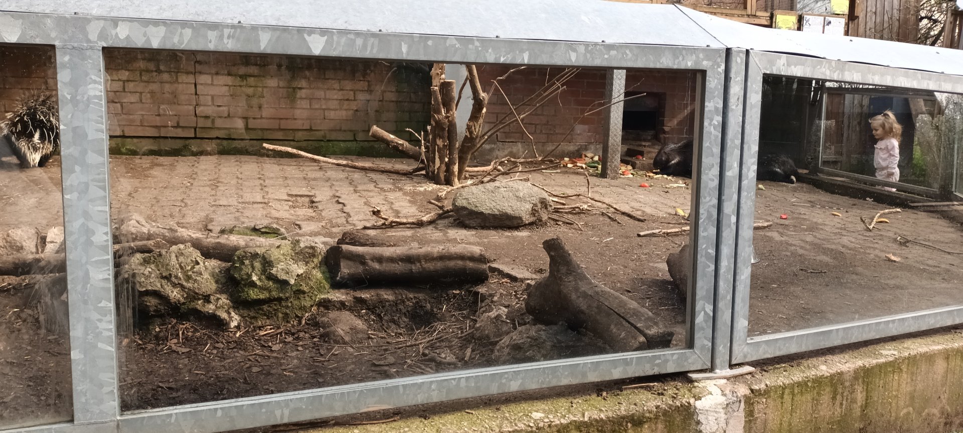 Indian crested Porcupine Enclosure