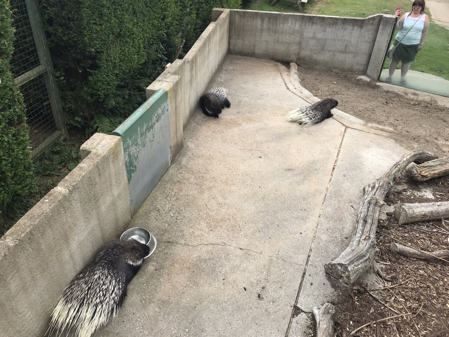 Indian Crested porcupine exhibit 070819