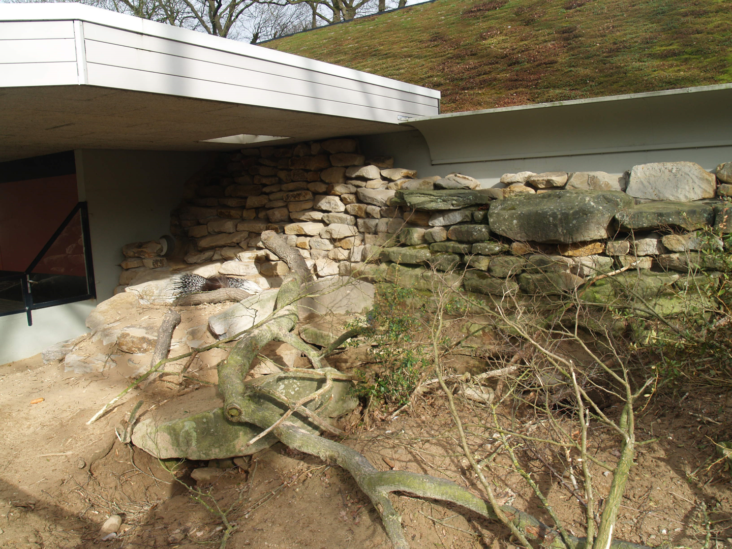 Indian crested porcupine exhibit, 2008-03-01