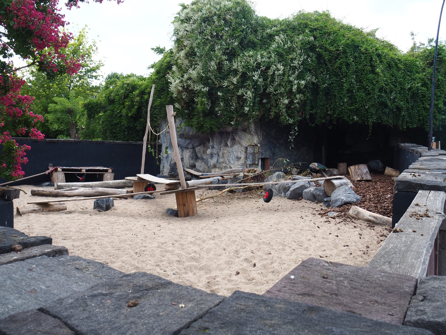 Indian crested porcupine exhibit, 2020-09-02