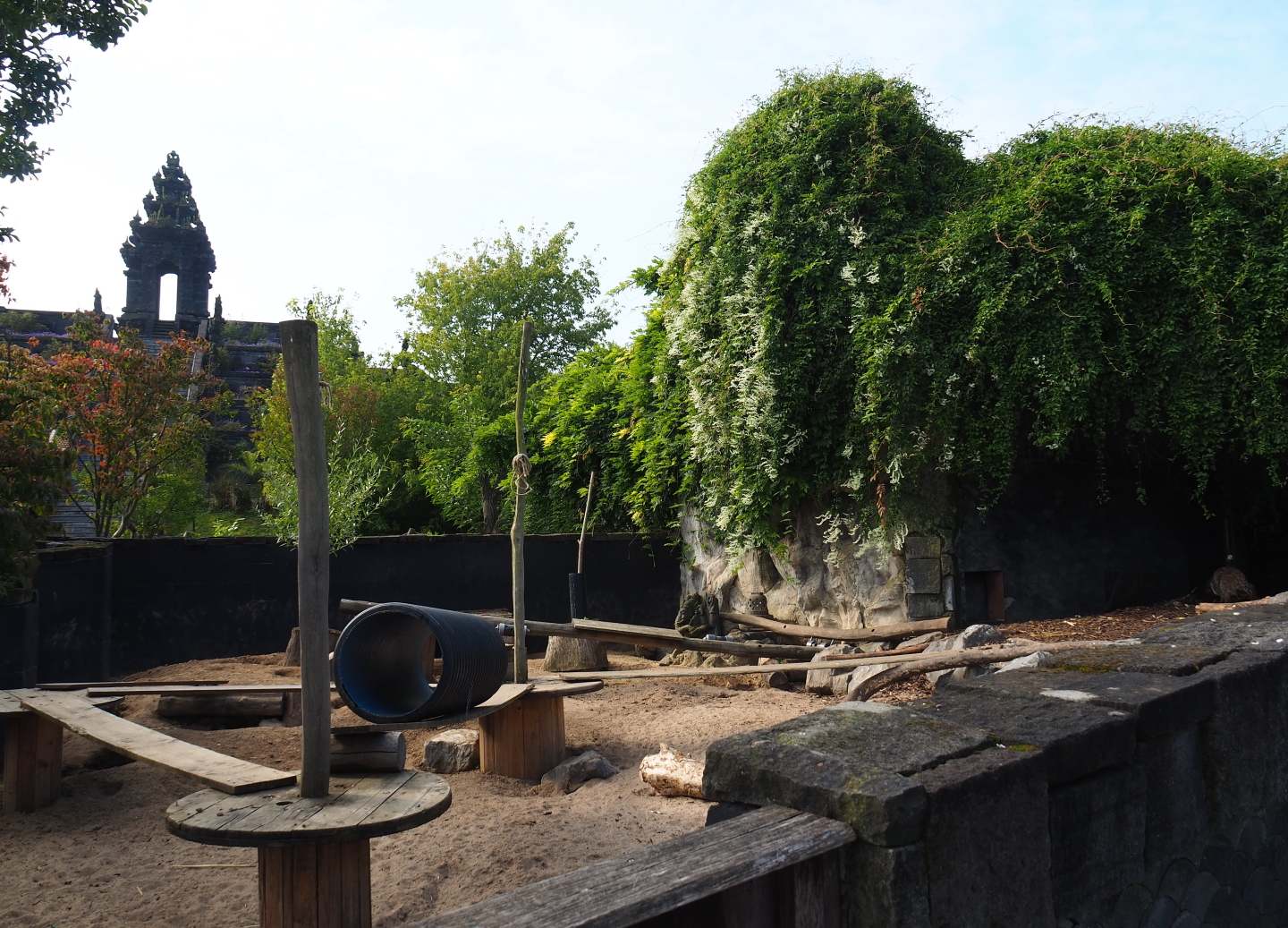 Indian crested porcupine exhibit, 2021-09-02