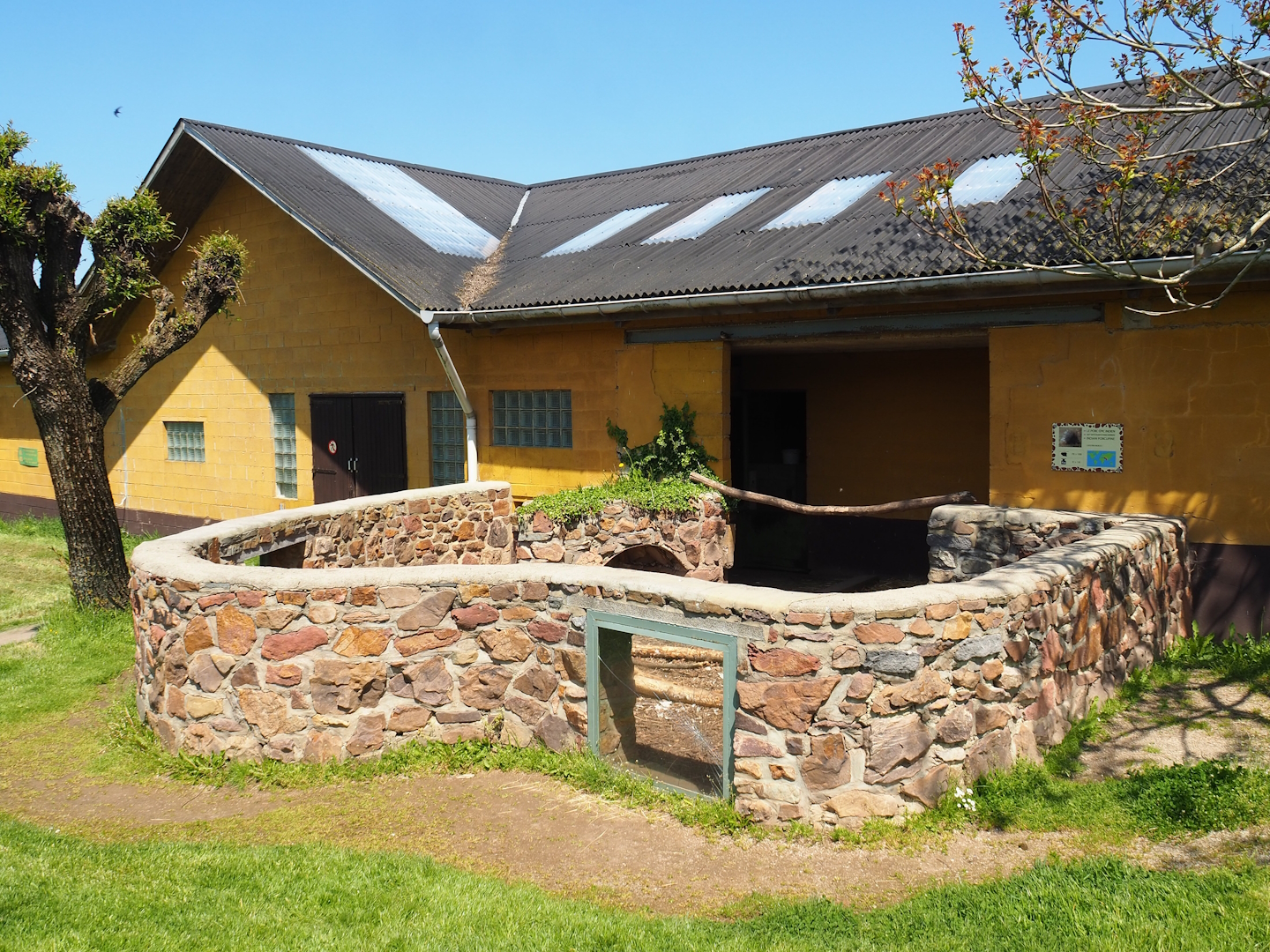 Indian crested porcupine exhibit, 2023-05-19