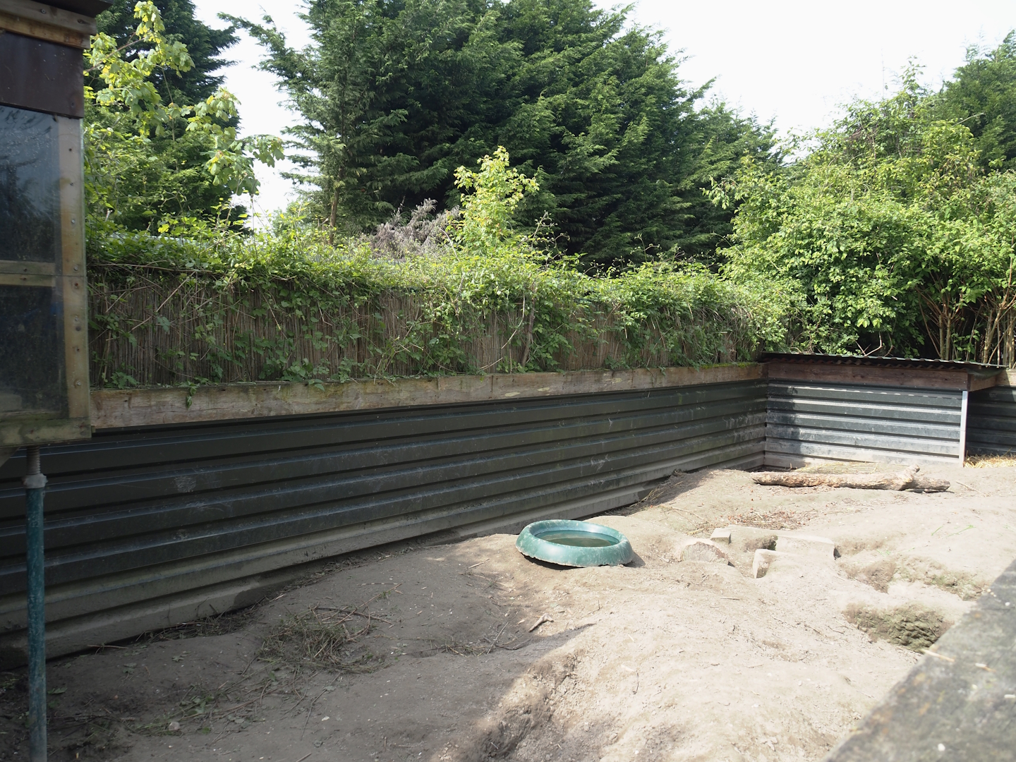 Indian crested porcupine exhibit, 2024-05-11