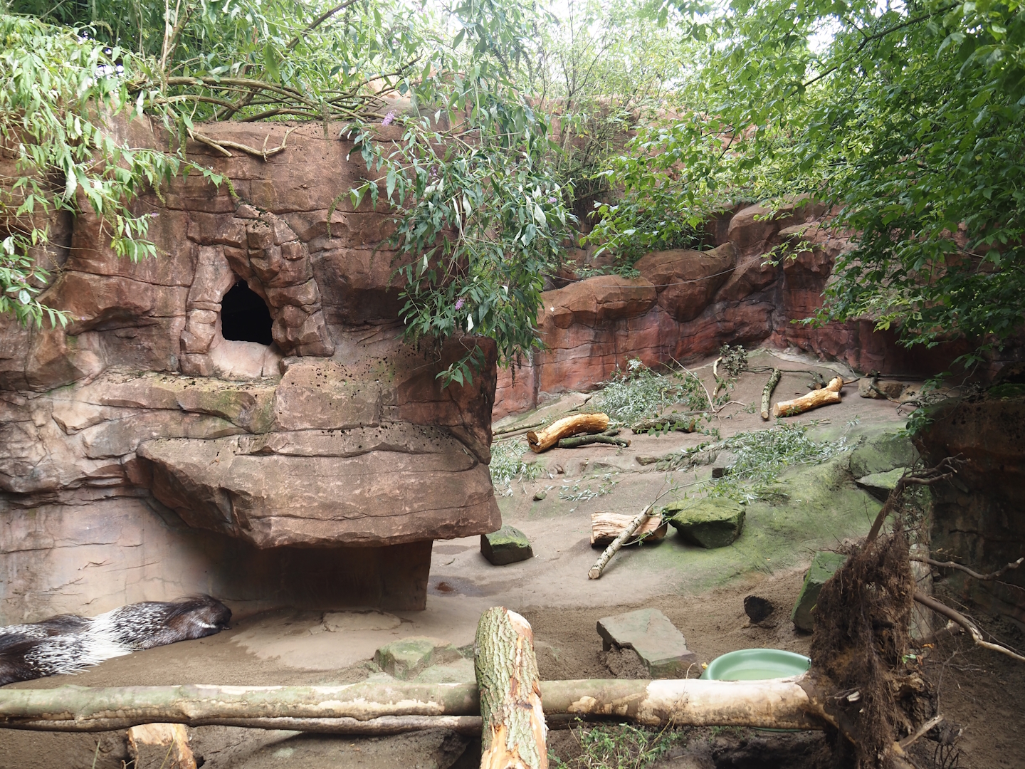 Indian crested porcupine exhibit, 2024-08-05