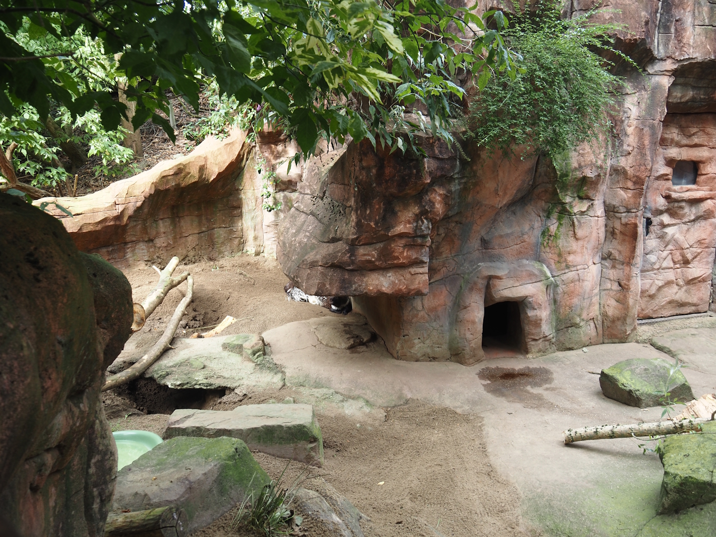 Indian crested porcupine exhibit, 2024-08-05