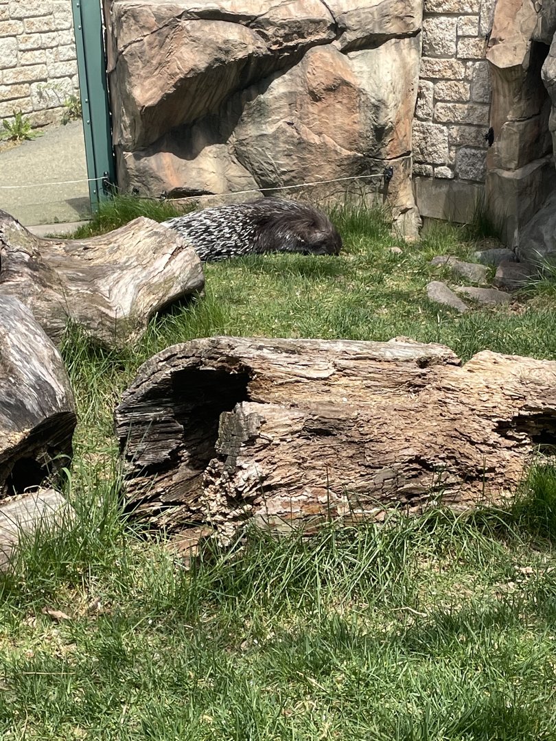 Indian Crested Porcupine Exhibit (5/2/21)