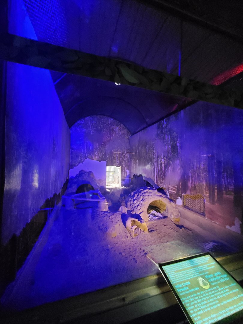 Indian Crested Porcupine Exhibit - January 2023