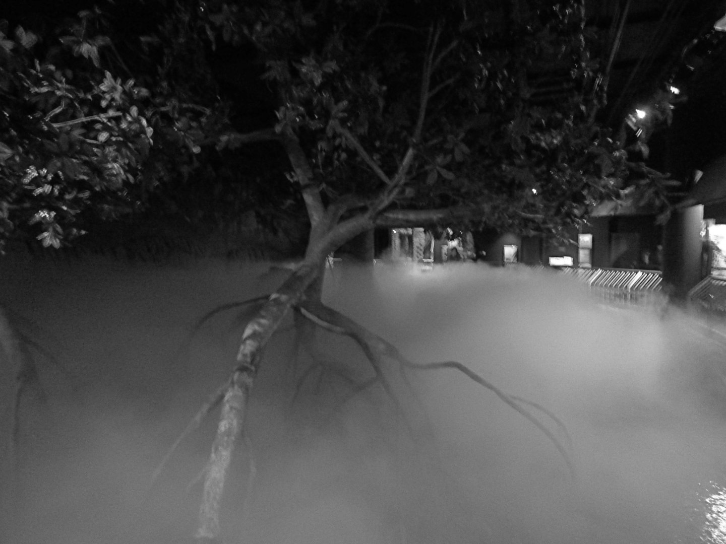 Indian Crested Porcupine Exhibit (Rainforest Building) - January 2017
