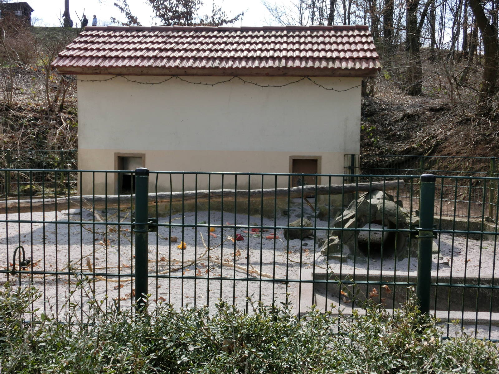 indian crested porcupine exhibit - Zoo Neunkirchen